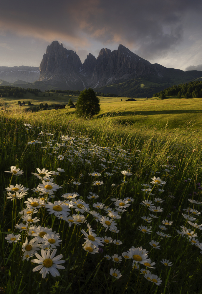 Dolomites Daisy Meadow by Tom Meier — canvas wall art