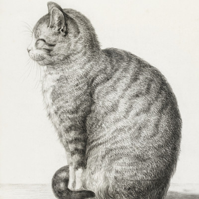 Sitting Cat (1815)