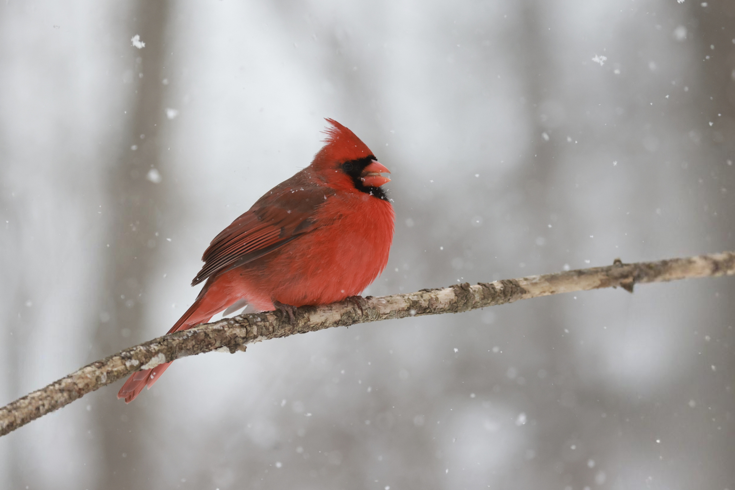 Red Cardinal