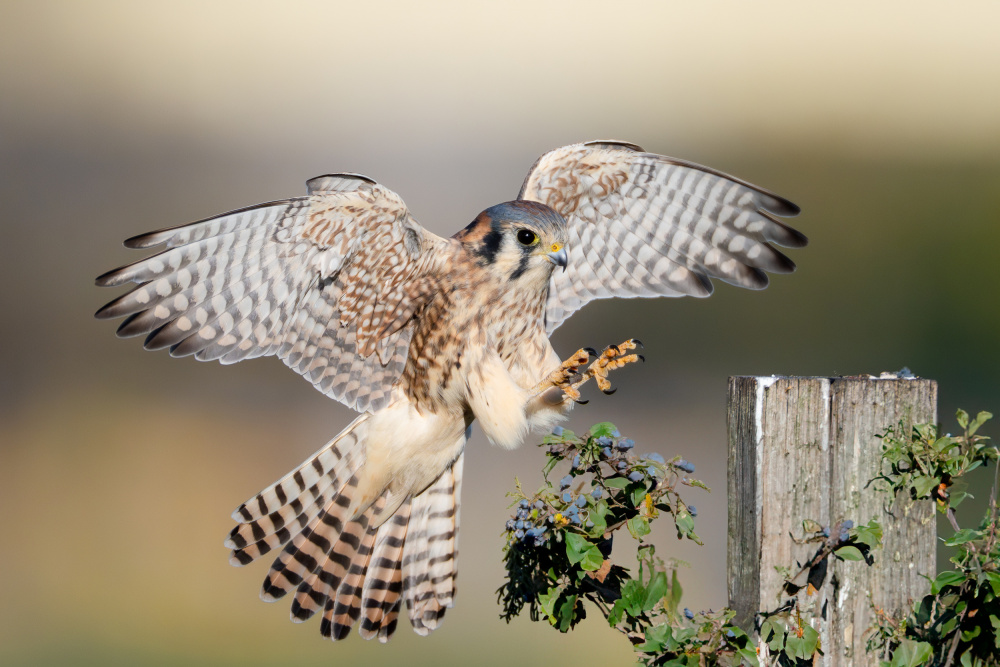 American Kestrel Flight by Johnny Chen — canvas wall art