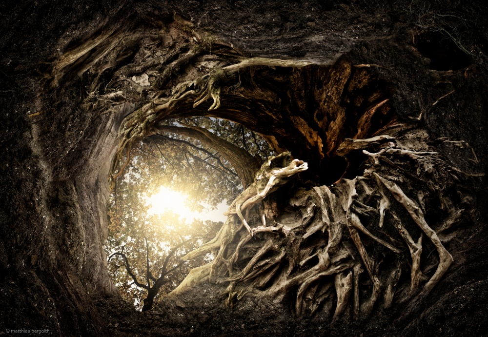 Ancient Tree Portal by Matthias Bergolth — canvas wall art