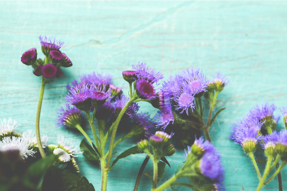 Purple Blooms on Teal by Olivia Joy StClaire — canvas wall art