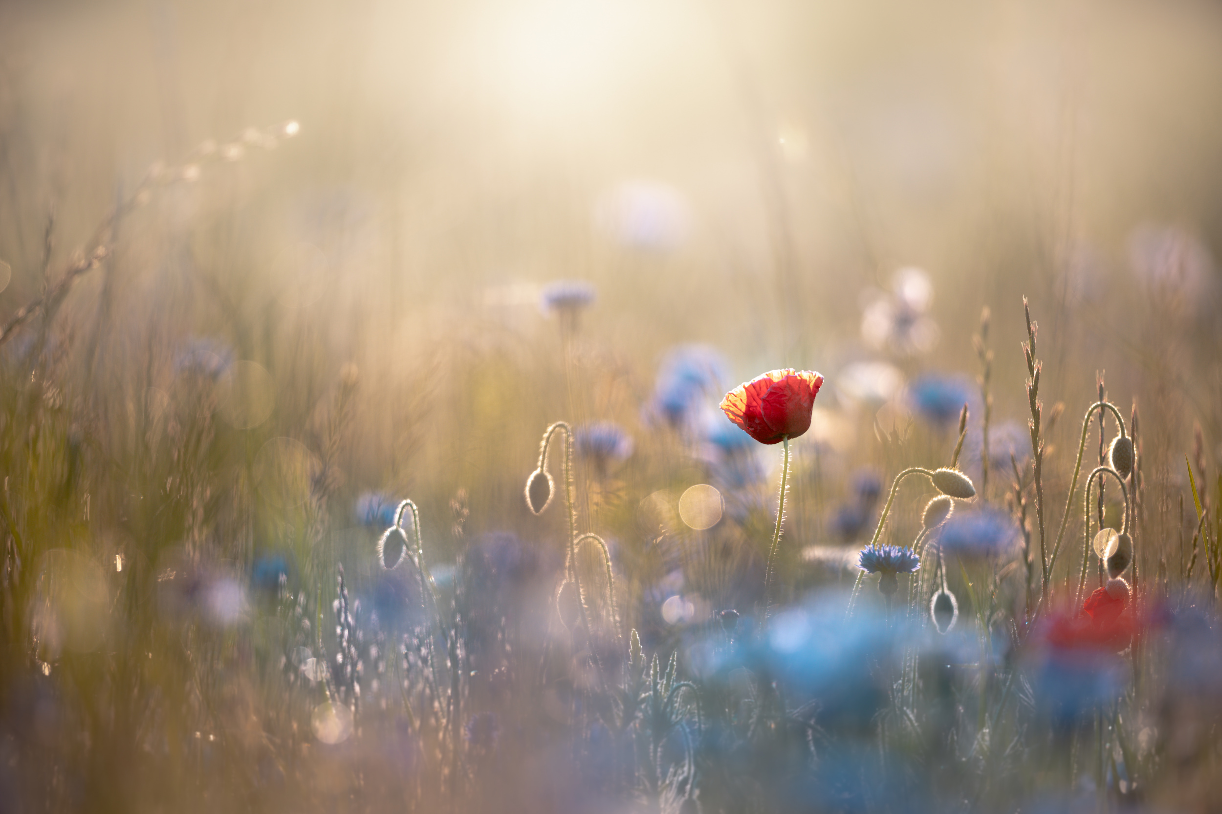The First Light