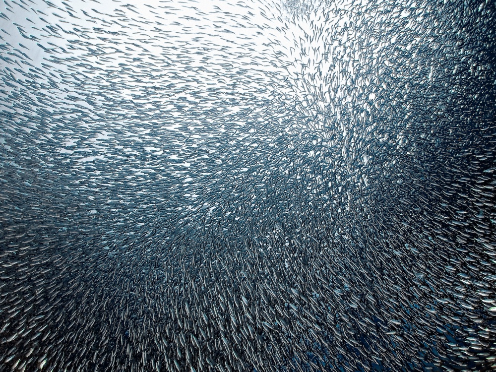 Swirling Fish School by Henry Jager — canvas wall art