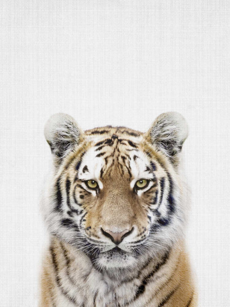 Young Tiger Gaze by Lila & Lola — canvas wall art