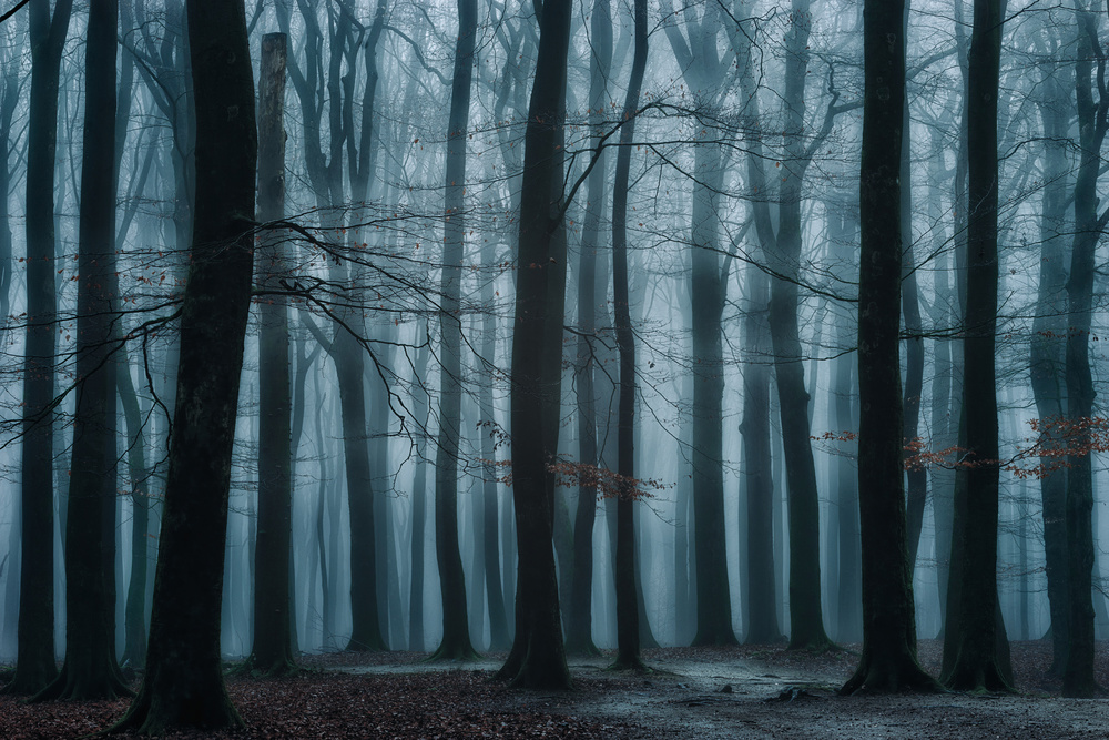 Misty Forest Path by Ellen Borggreve — canvas wall art