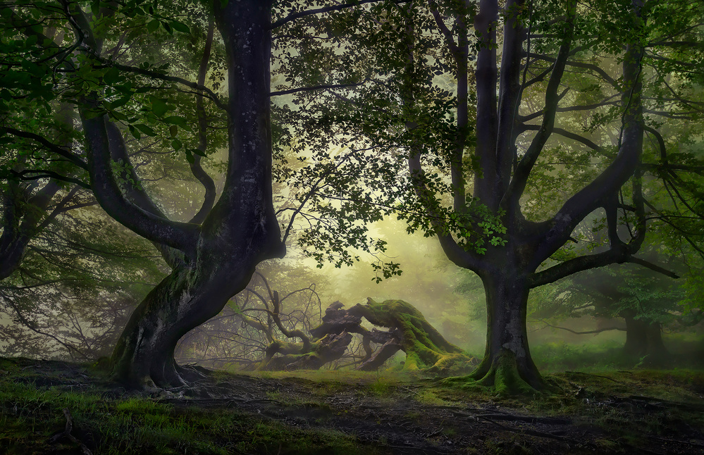 Enchanted Forest Mist by Fran Osuna — canvas wall art