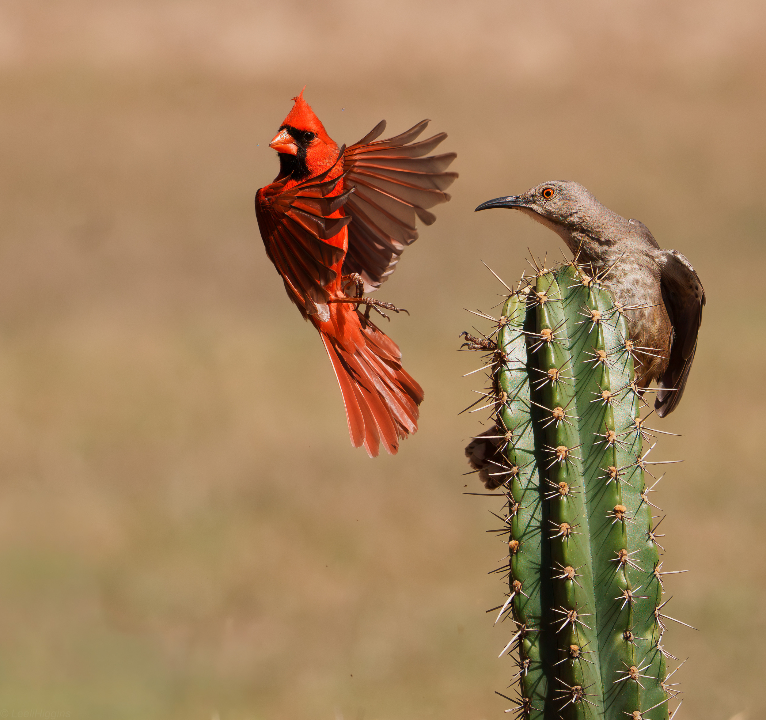 Cardinal and Curved-billed thrasher fighting for territory by Leeli Higgins