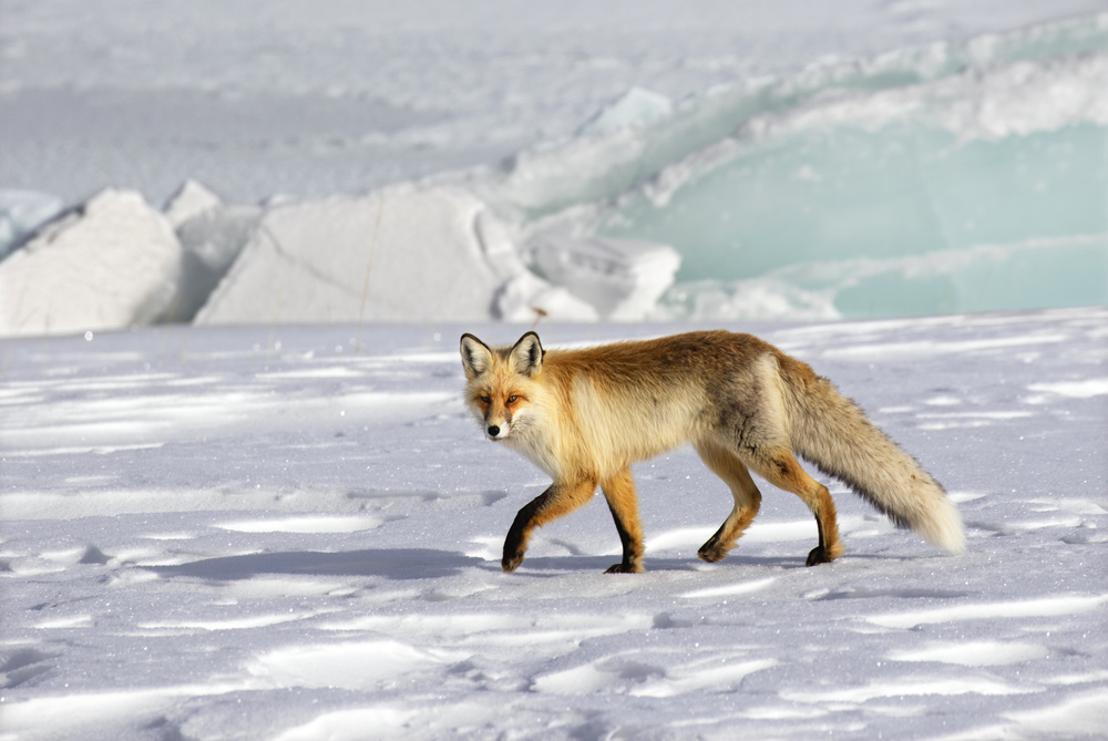 Winter Fox Walk by Libby Zhang — canvas wall art