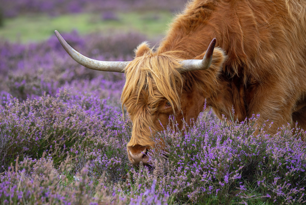 Highland Cow in Heather by Jacky Parker — canvas wall art