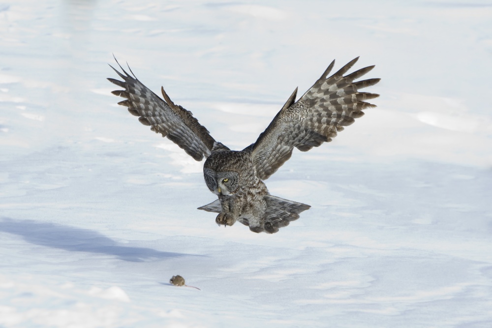 Great Gray Owl Hunting by Peter Stahl — canvas wall art