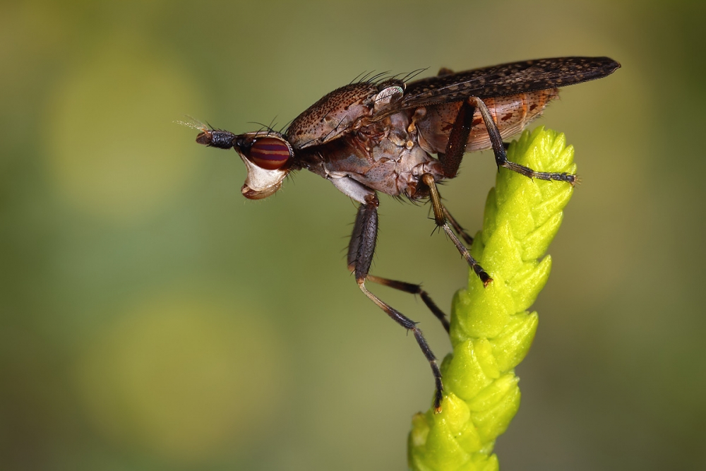 Macro Fly on Green by Jimmy Hoffman — canvas wall art