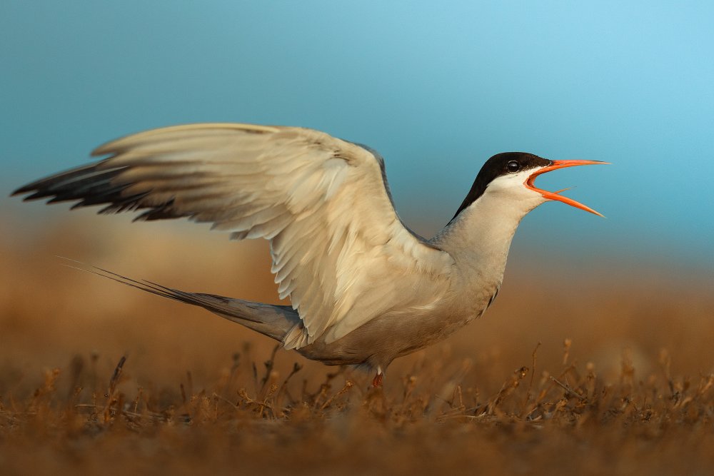 Wild Tern Calling Out by Ahmed Sobhi — canvas wall art