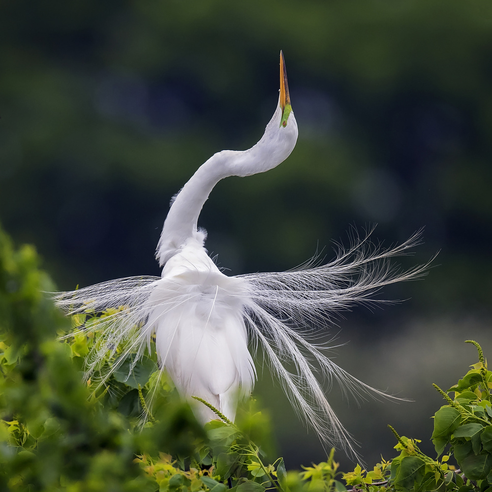 Graceful Egret Display by David H Yang — canvas wall art