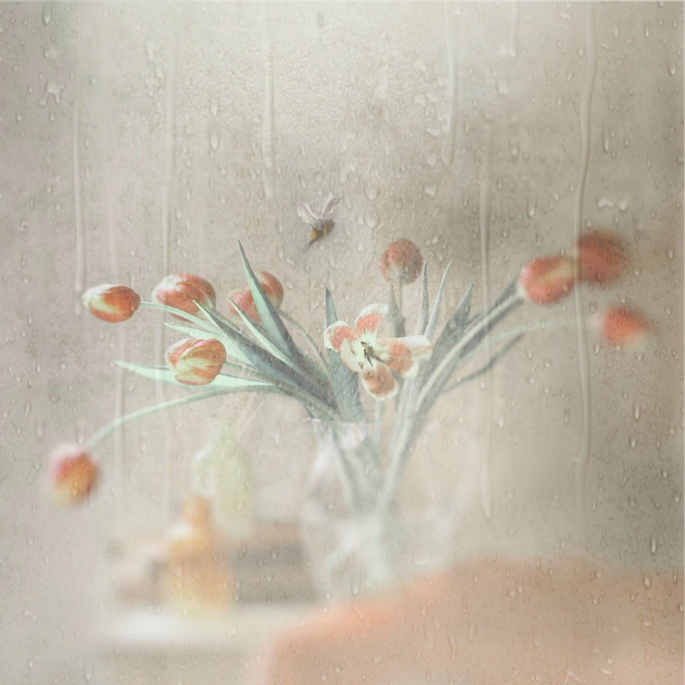 Rainy Window Tulips by Delphine Devos — canvas wall art
