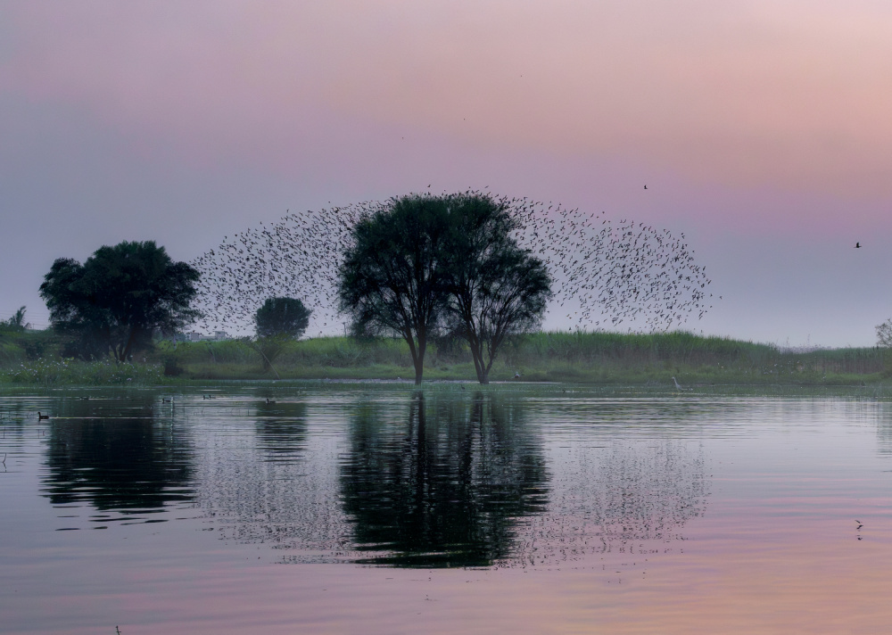 Twilight Bird Murmuration by Rahul Wedpathak — canvas wall art
