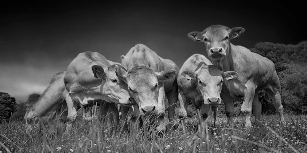 Curious Calves in Field by Saskia Dingemans — canvas wall art