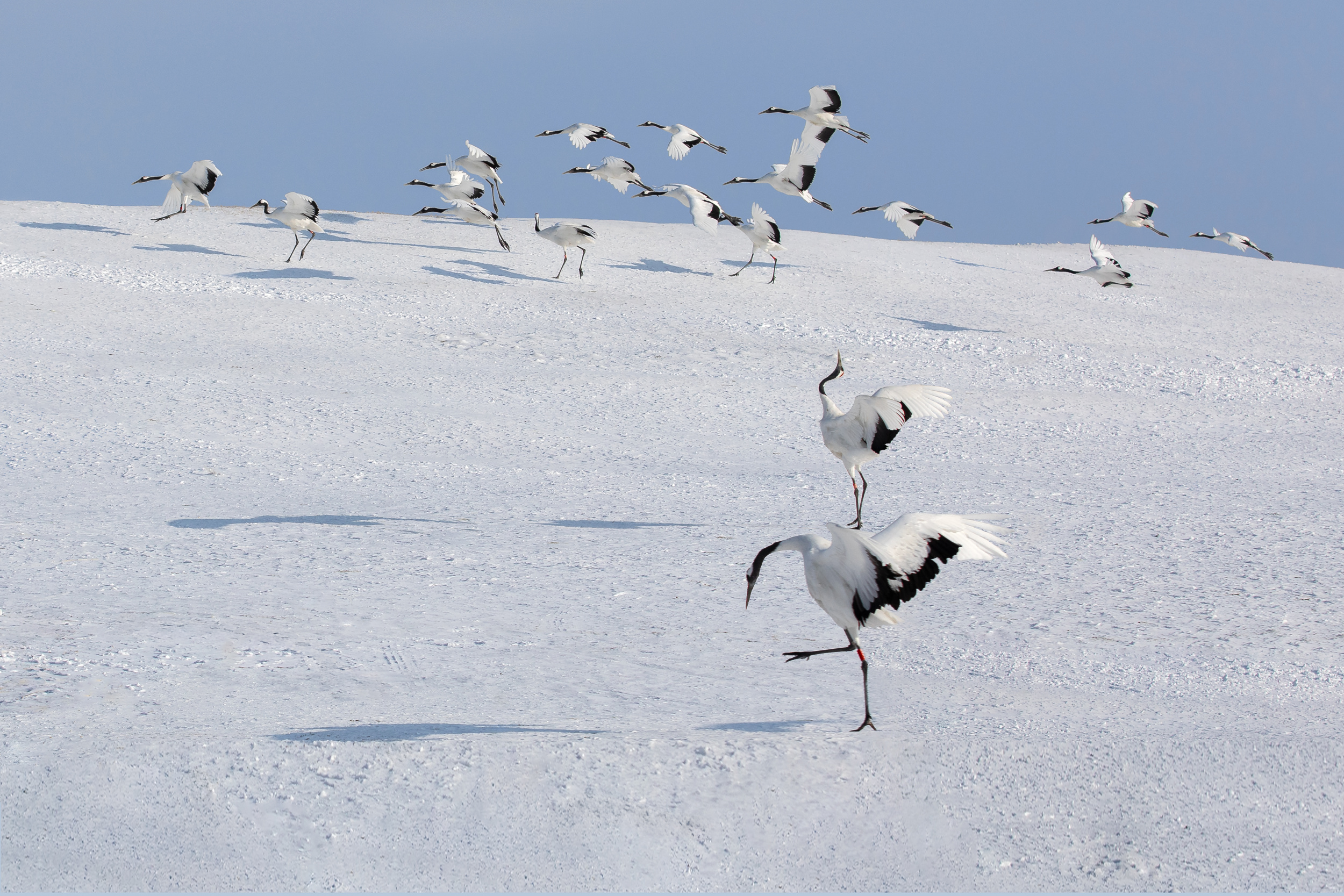 丹顶鹤 red-crowned crane by UU