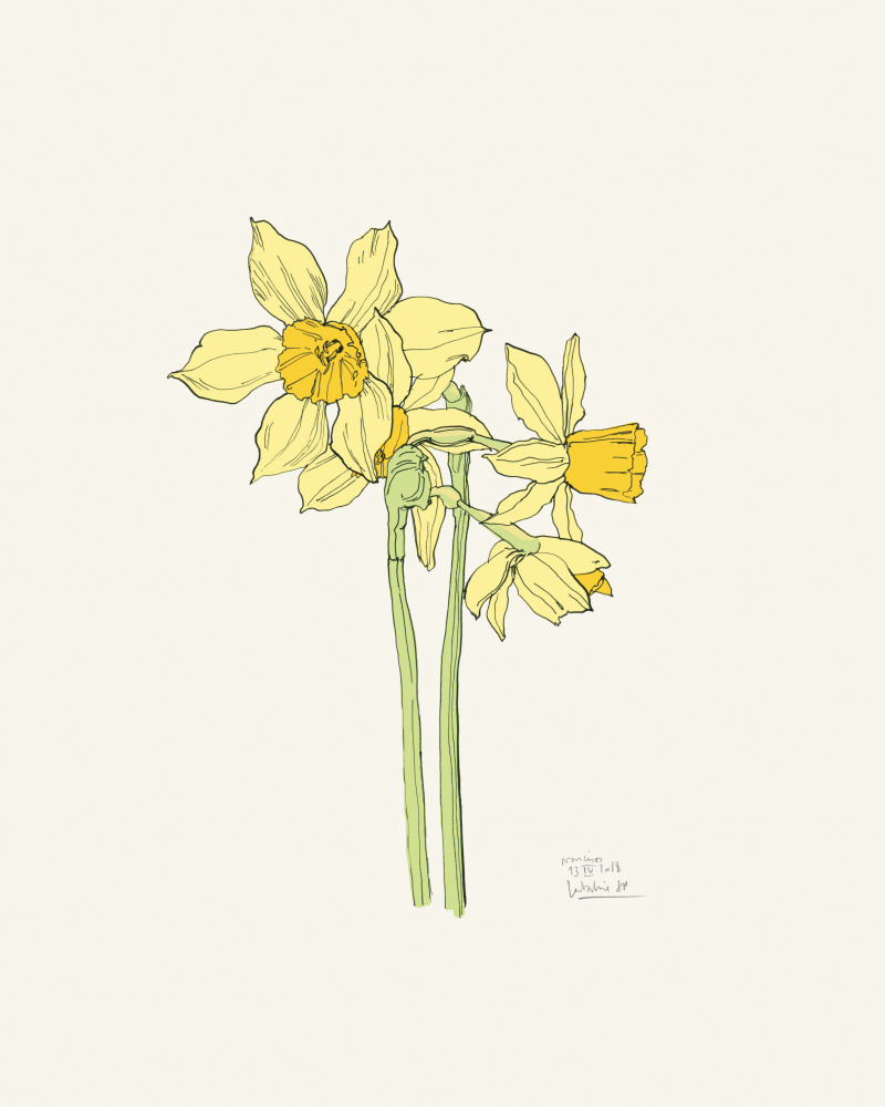Bright Yellow Daffodils by Catalina Somolinos — canvas wall art