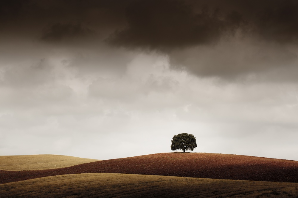 Solitary Hillside Tree by Alberto Merchán — canvas wall art