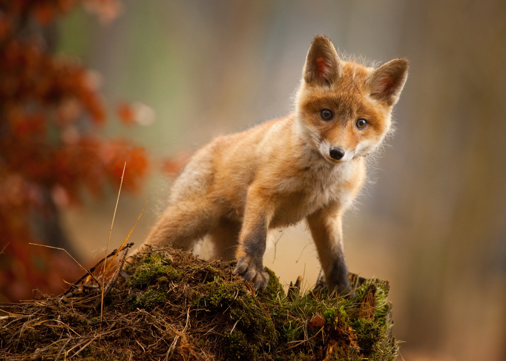 Curious Baby Fox by Robert Adamec — canvas wall art