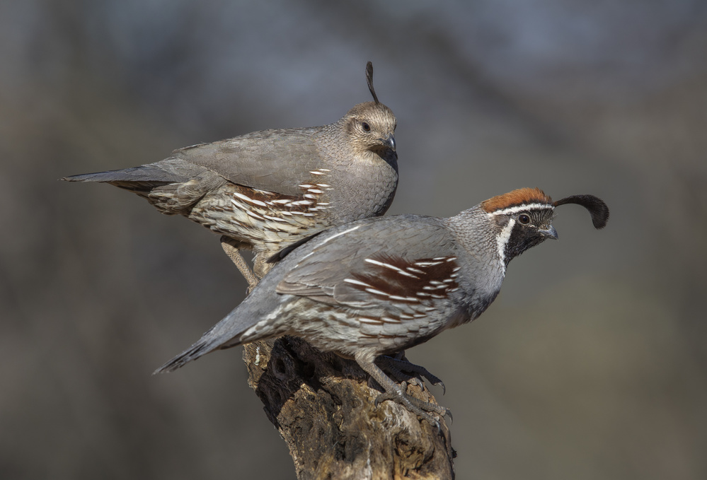Gambel's Quail Pair by Greg Barsh — canvas wall art