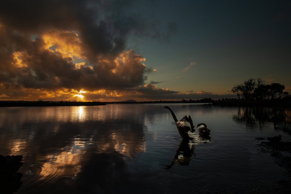 Swans in Golden Light by Zhaonian Zhou — canvas wall art