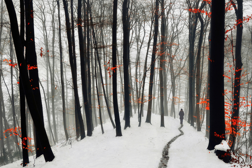 Misty Winter Forest Path by Samanta Krivec — canvas wall art
