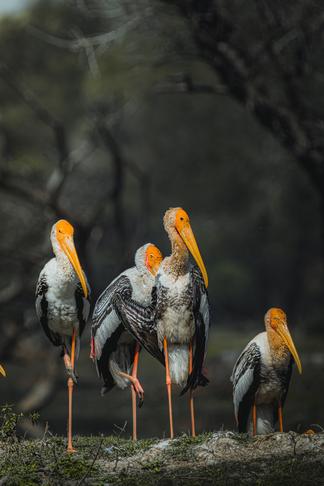 Painted Storks Group by Rahul Wedpathak — canvas wall art