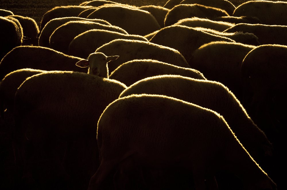 Golden Hour Sheep by Emir Bagci — canvas wall art