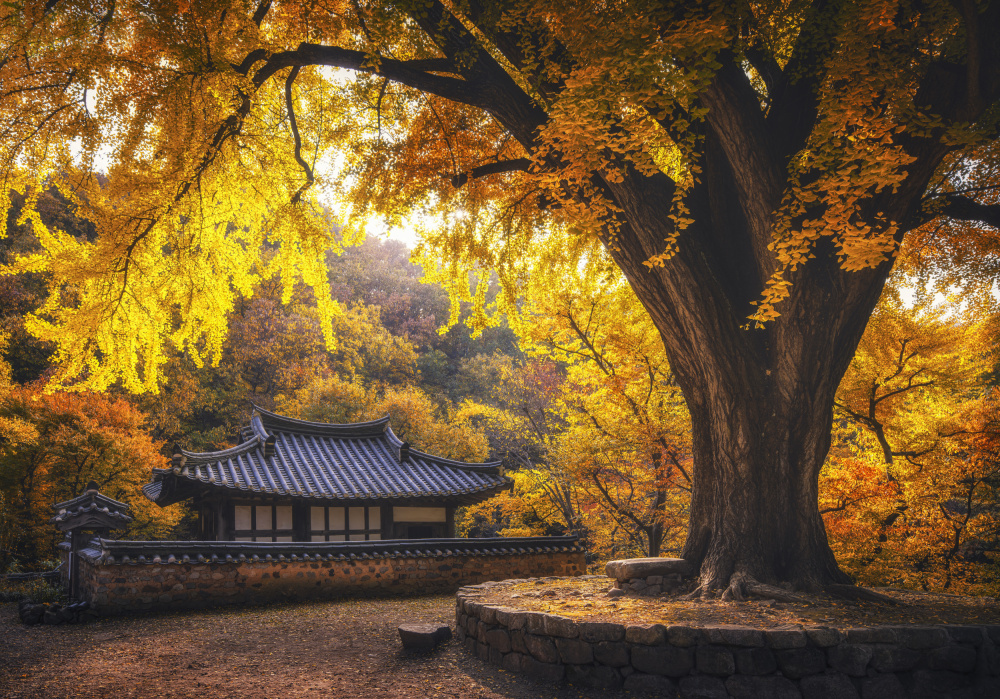 Golden Ginkgo Temple by Tiger Seo — canvas wall art