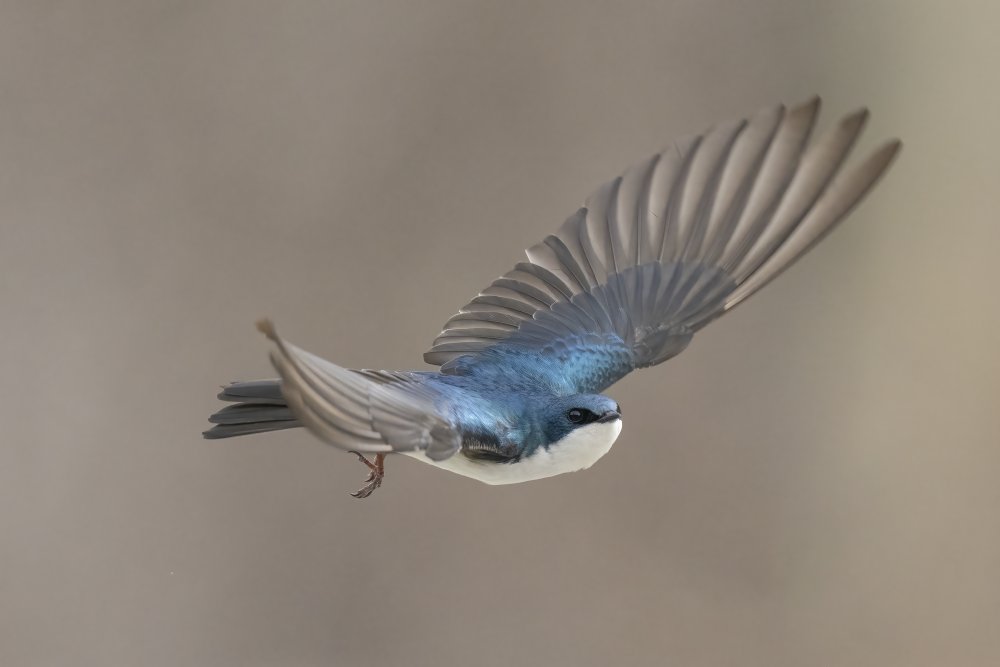 Graceful Swallow Flight by Peter Stahl — canvas wall art