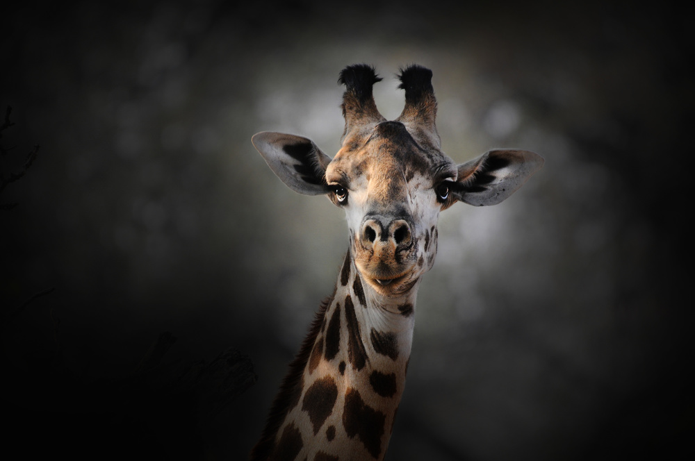 Giraffe's Gentle Gaze by Antonio Grambone — canvas wall art