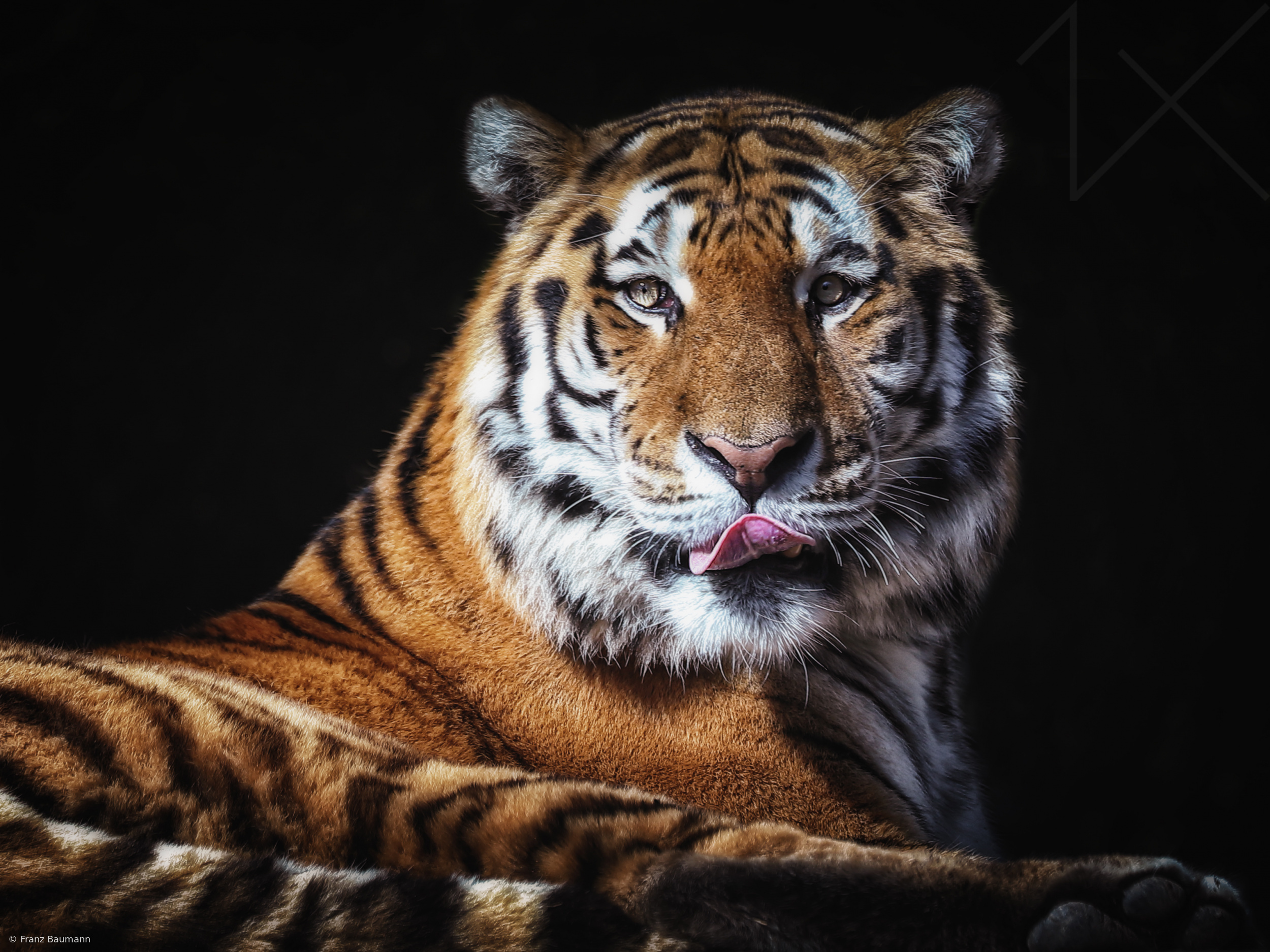 Sibirian Tiger