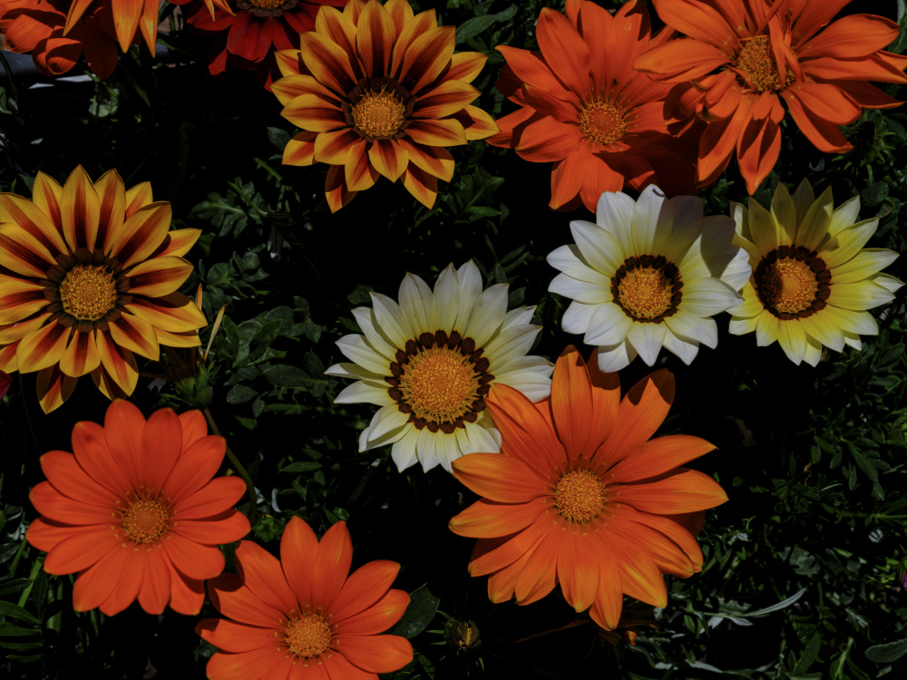 Vibrant Gazania Blooms by engin akyurt — canvas wall art