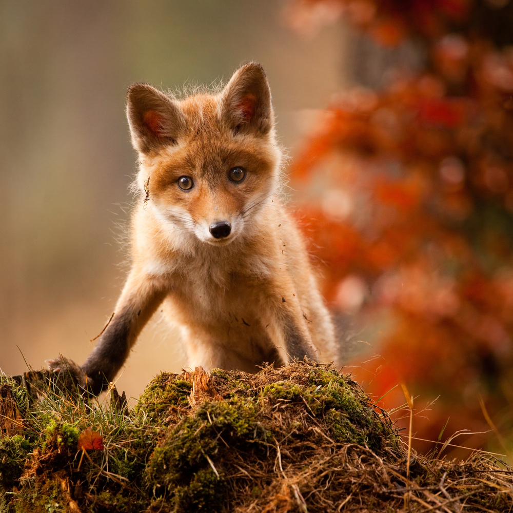 Curious Baby Fox by Robert Adamec — canvas wall art