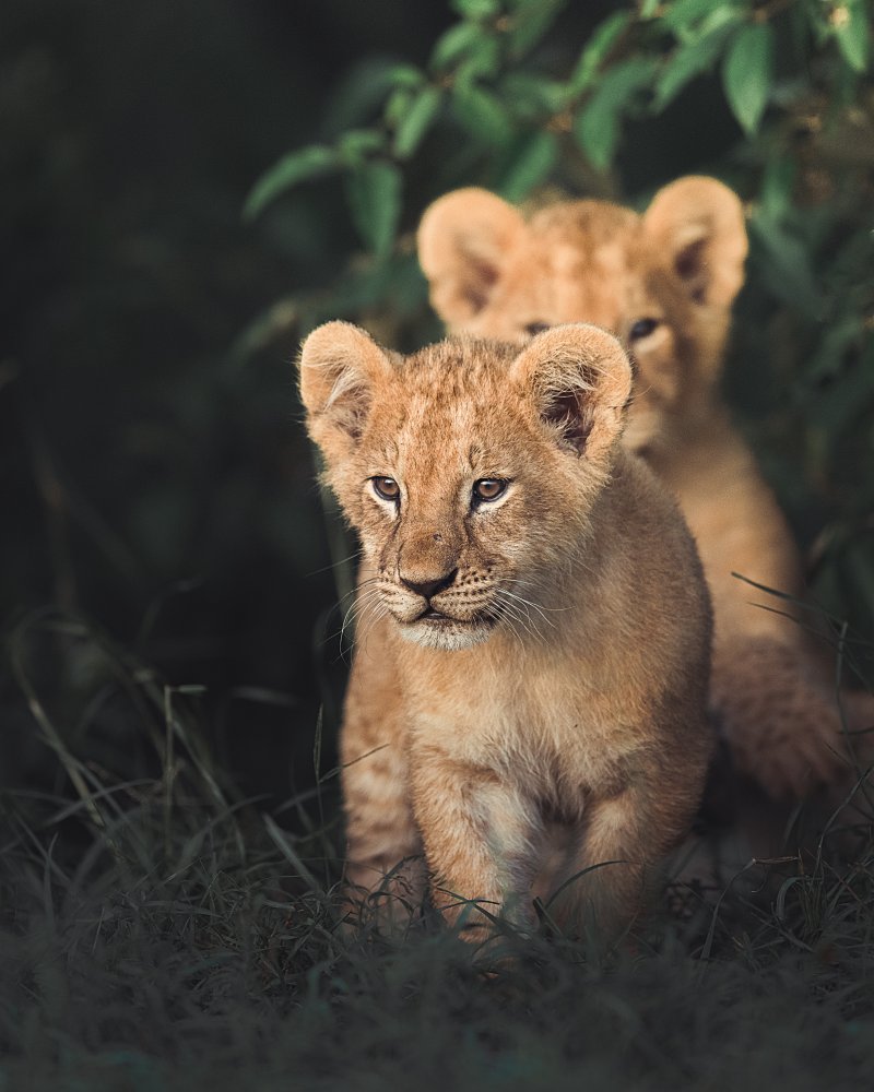 Curious Lion Cubs by Ahmed Sobhi — canvas wall art