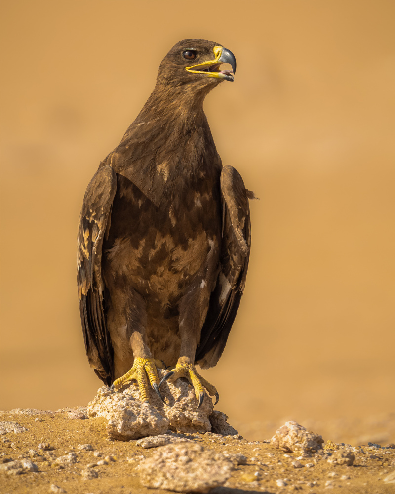 Majestic Desert Eagle by Ahmed Sobhi — canvas wall art