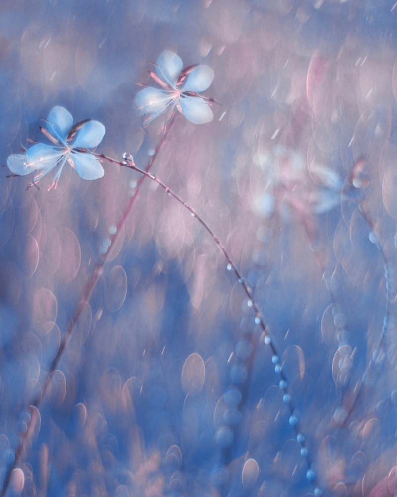 Delicate Dewdrop Flowers by Delphine Devos — canvas wall art