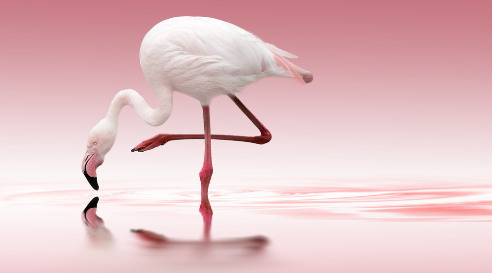 Pink Flamingo Reflection by Doris Reindl — canvas wall art