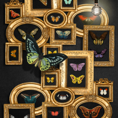 A Collection Of Butterflies