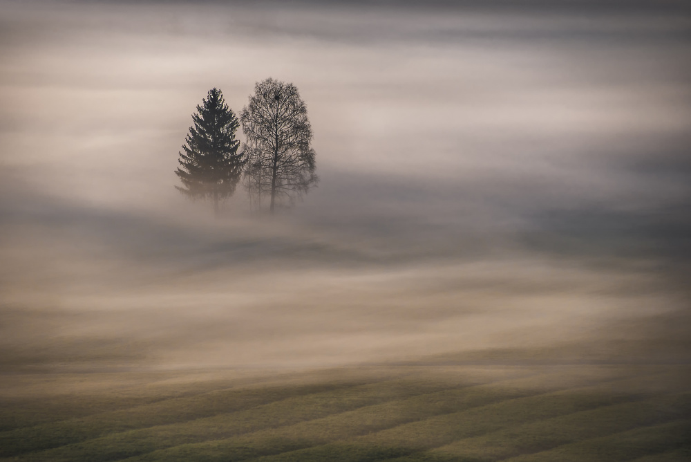 Misty Morning Trees by Tom Meier — canvas wall art