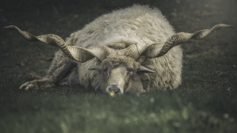 Majestic Horned Ram by Thomas de Franzoni — canvas wall art