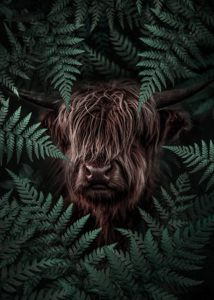 Highland Cow in Ferns by Ariz Rab — canvas wall art