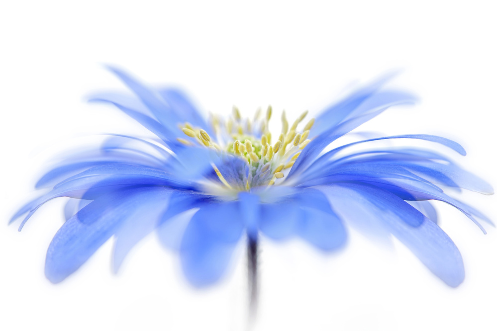 Delicate Blue Flower by Jacky Parker — canvas wall art