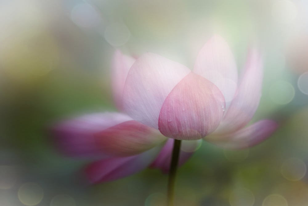 Dreamy Pink Lotus by YoungIl Kim — canvas wall art