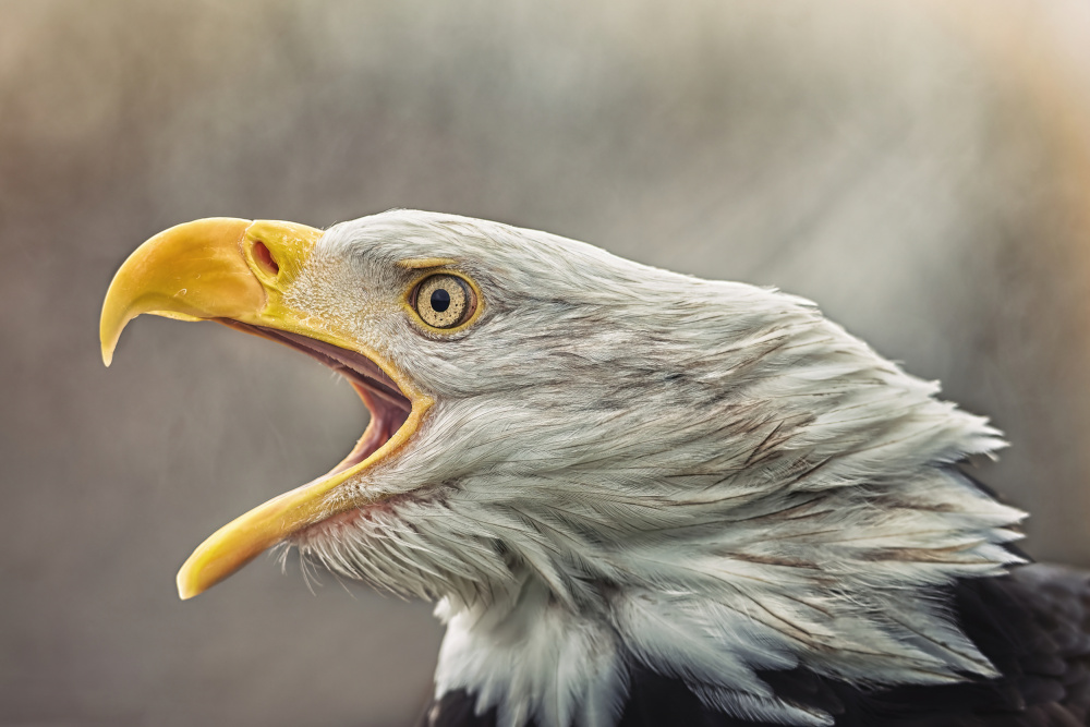 Majestic Eagle Cry by Jiří Švestka — canvas wall art