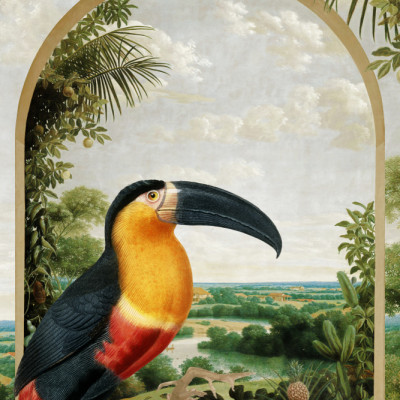 Toucan Perched on a Branch
