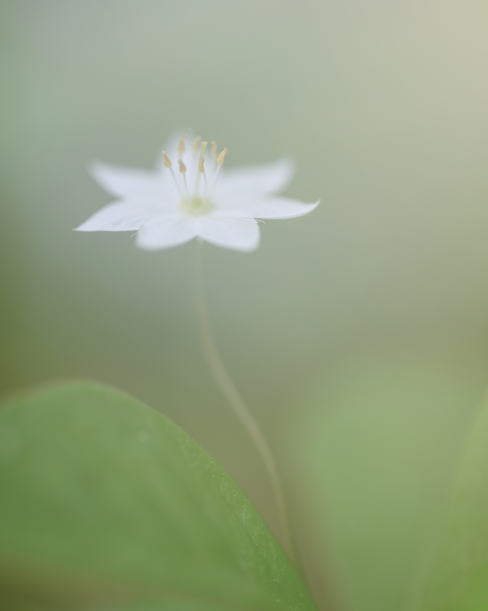 Chickweed-wintergreen (no. 2)