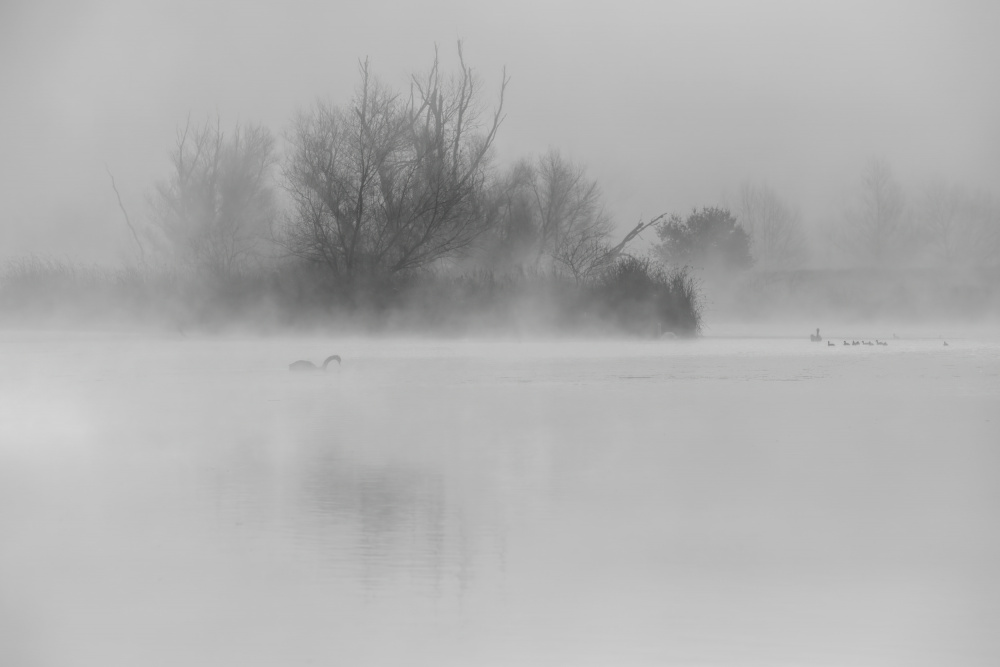 Misty Lake Morning by Wei Liu — canvas wall art